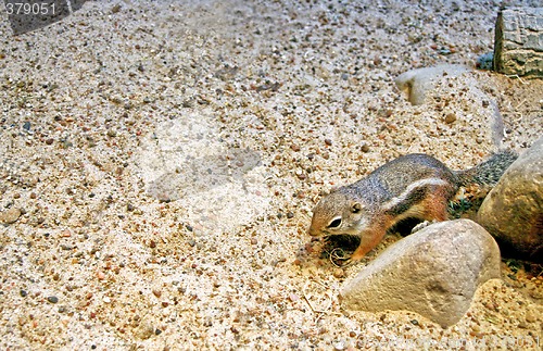 Image of Chipmunk