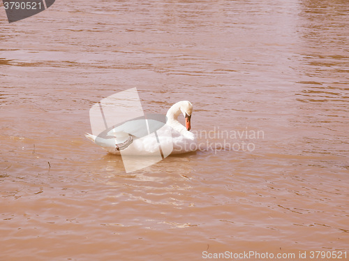 Image of Retro looking Swan bird