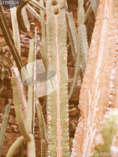 Image of Retro looking Cactus