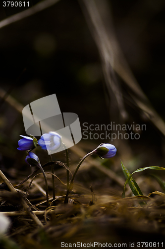 Image of blue anemones