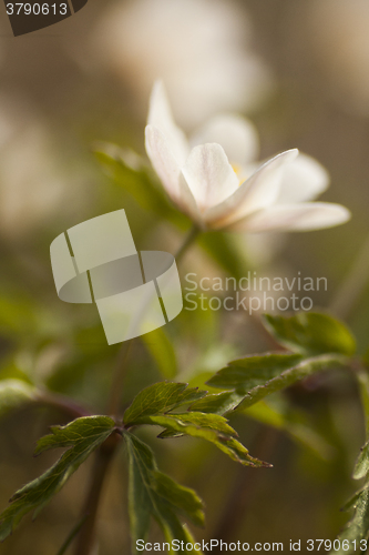 Image of wood anemone