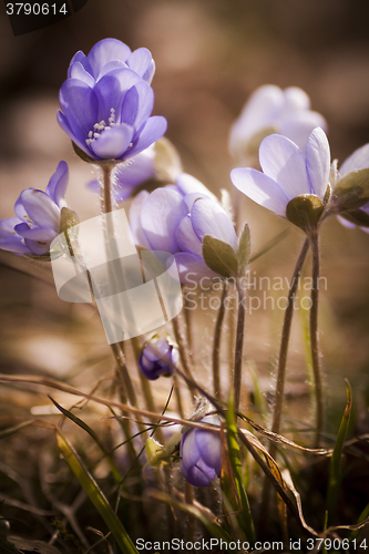 Image of blue anemones