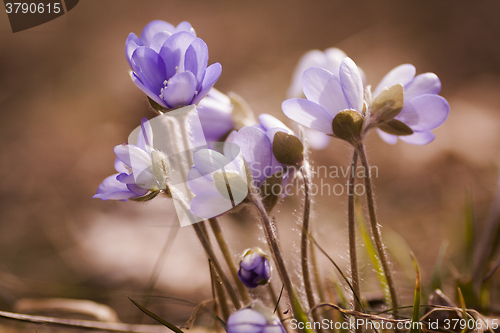 Image of blue anemones