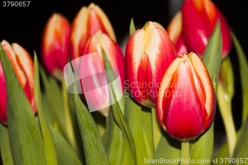 Image of tulips