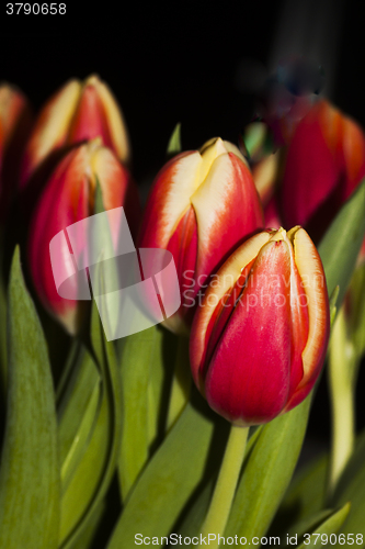 Image of tulips