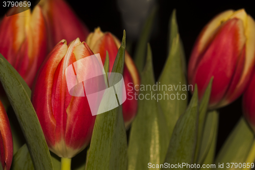 Image of tulips