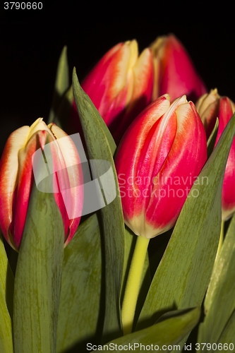 Image of tulips