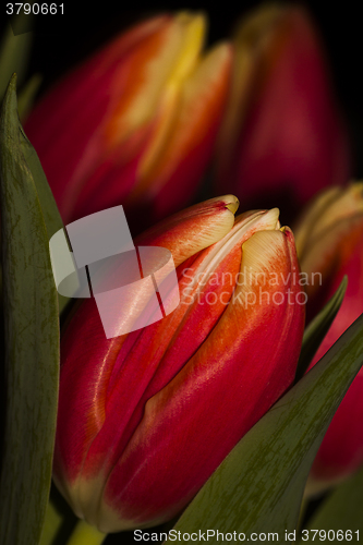 Image of tulips