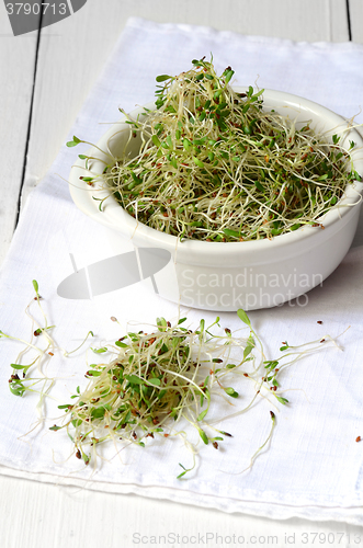 Image of Fresh green alfalfa sprouts 