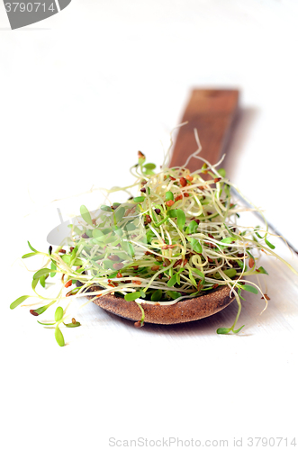 Image of Fresh green alfalfa sprouts 