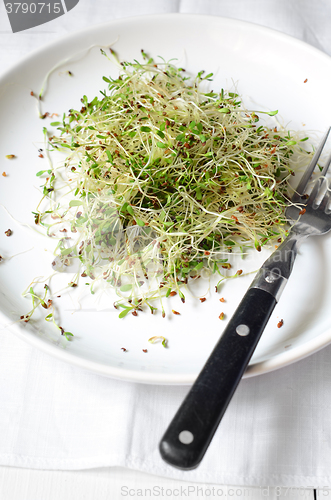 Image of Fresh green alfalfa sprouts 