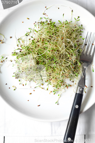 Image of Fresh green alfalfa sprouts 