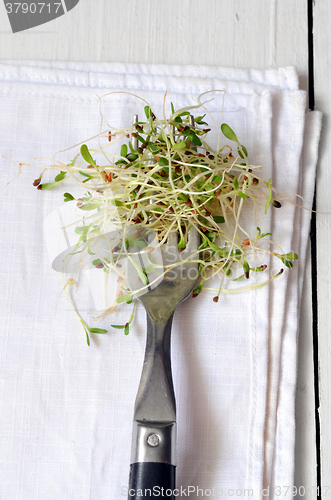 Image of Fresh green alfalfa sprouts 