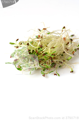 Image of Fresh green alfalfa sprouts 