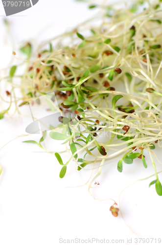 Image of Fresh green alfalfa sprouts 