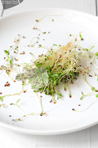 Image of Fresh green alfalfa sprouts 