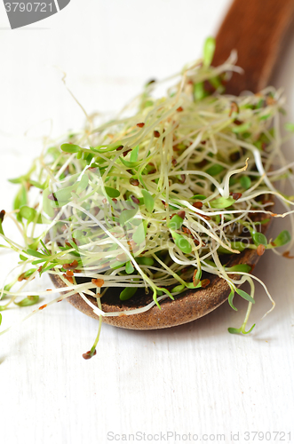 Image of Fresh green alfalfa sprouts 