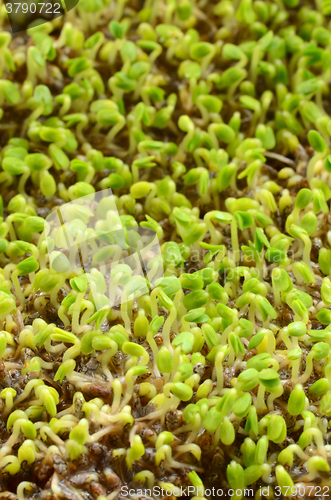 Image of sprouted chia seeds