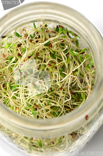 Image of Fresh green alfalfa sprouts 