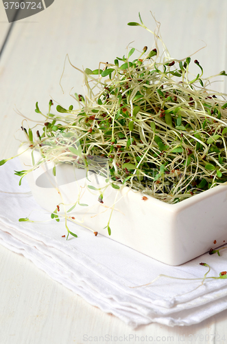 Image of Fresh green alfalfa sprouts 