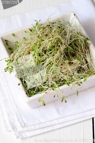 Image of Fresh green alfalfa sprouts 