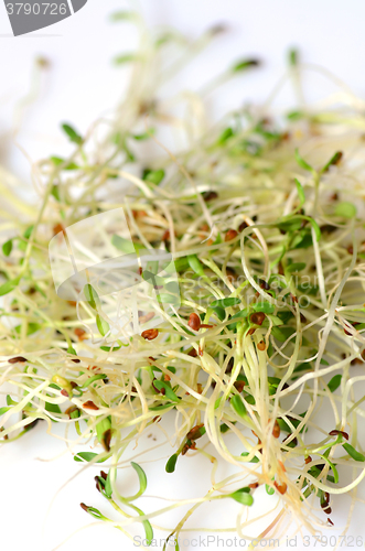 Image of Fresh green alfalfa sprouts 