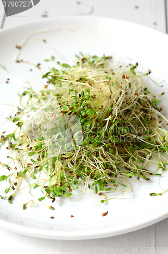 Image of Fresh green alfalfa sprouts 