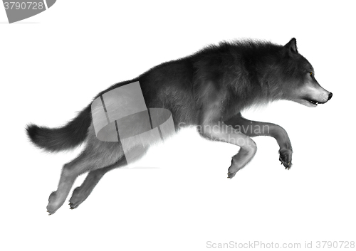 Image of Wild Wolf on White