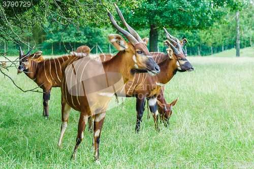 Image of KUDU