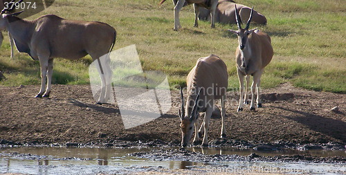 Image of eland calf at water