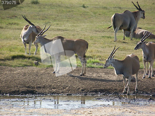 Image of Herd of Eland