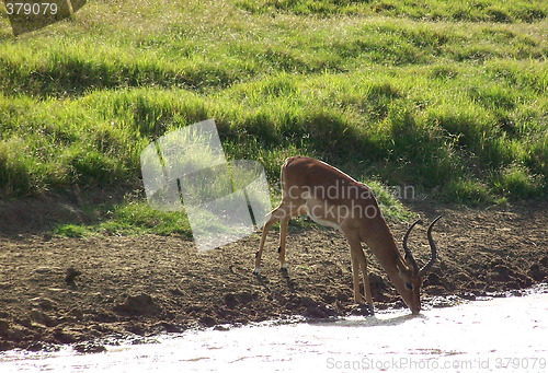 Image of thirsty impala