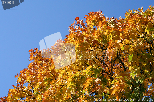 Image of Yellow maple tree