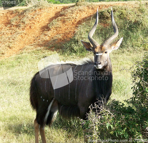 Image of Male Kudu