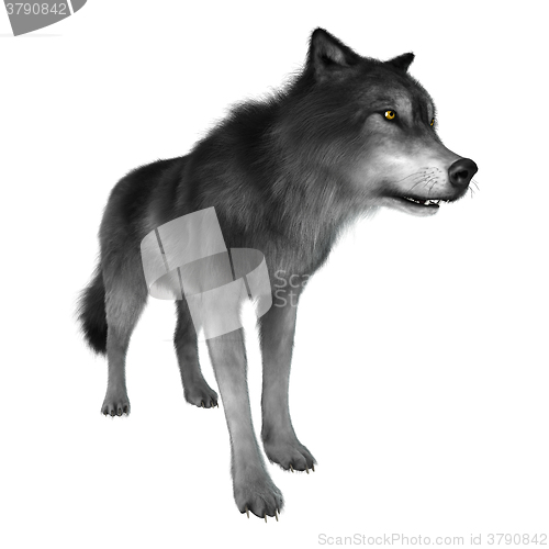 Image of Wild Wolf on White