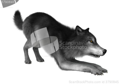 Image of Wild Wolf on White