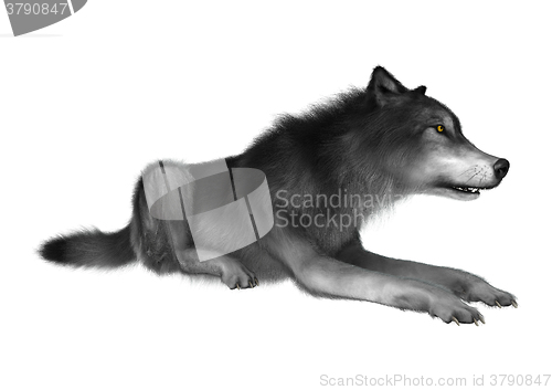 Image of Wild Wolf on White