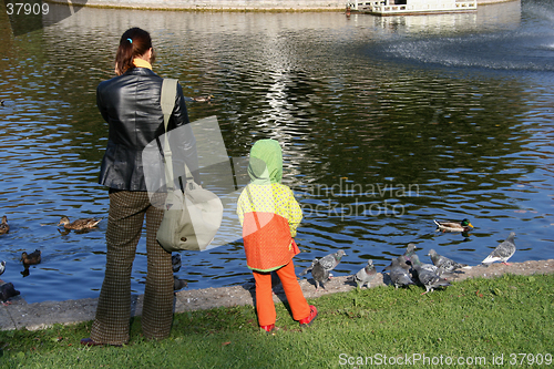 Image of Feeding birds