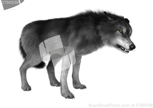 Image of Wild Wolf on White