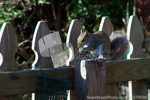 Image of squirrel eating nuts