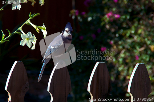 Image of bluejay looking at viewer