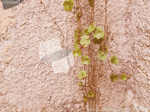 Image of Retro looking Ivy leaves