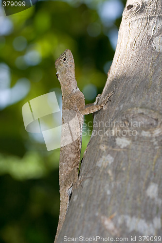 Image of Lizard climbing tree