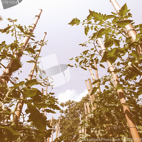 Image of Retro looking Tomato plants