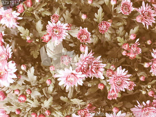 Image of Retro looking Chrysanthemum picture