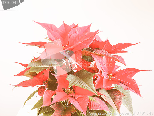 Image of Retro looking Poinsettia Christmas star