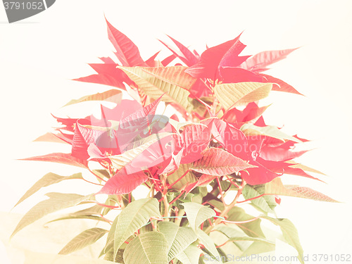 Image of Retro looking Poinsettia Christmas star