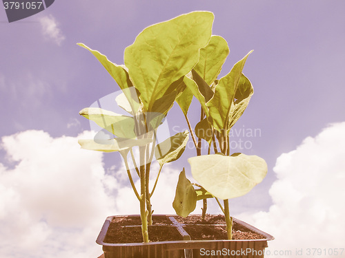 Image of Retro looking Plug aubergine plant