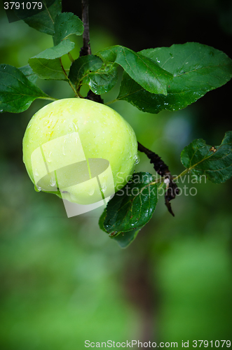 Image of Apple in the garden with raindrops  