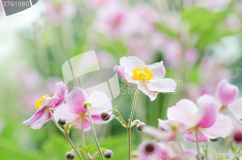 Image of Japanese Anemone flowers in the garden, close up.  Note: Shallow
